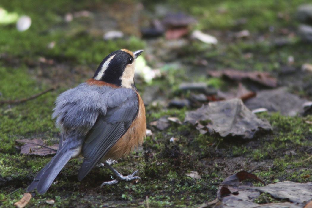 ヤマガラばかりが目立ったけど、他の鳥はどこに行っちゃったのかな？